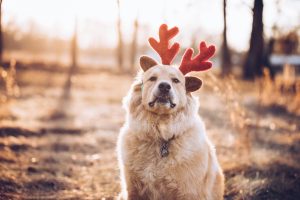 Reality Blog: Rudolph's Top 5 Misfit Tips for Copywriters