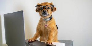 Use the 5-Paragraph Formula — Easy Writing Example