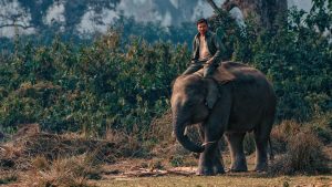 man riding an elephant