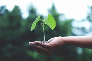 sapling in hand with little sprouts