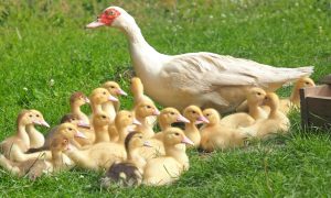 mother duck with ducklings