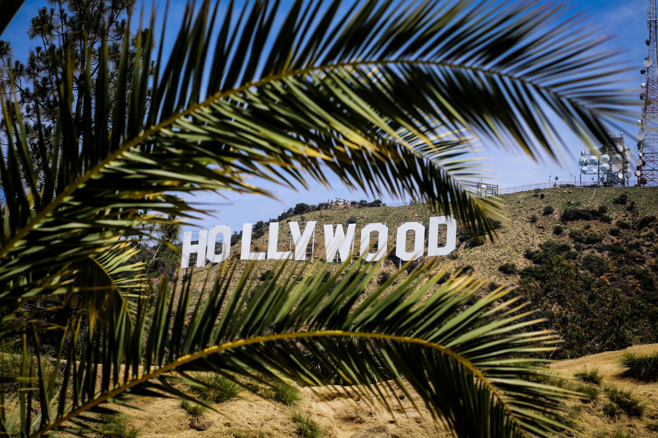 Hollywood sign with palm fronds