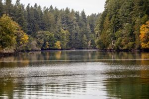 evergreen trees around a lake