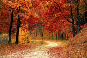 path through woods in with bright autumn leaves