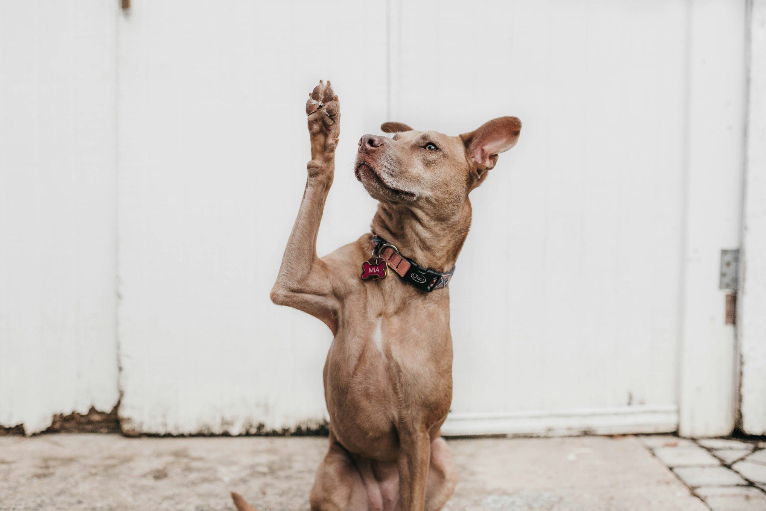 dog raising a paw to ask questions